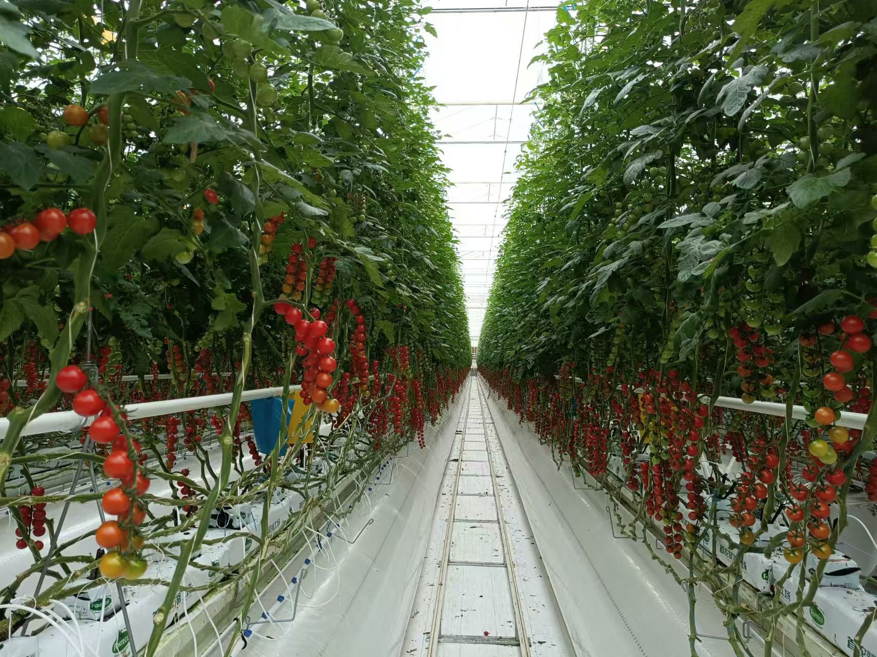 Tomato Greenhouse Growing System