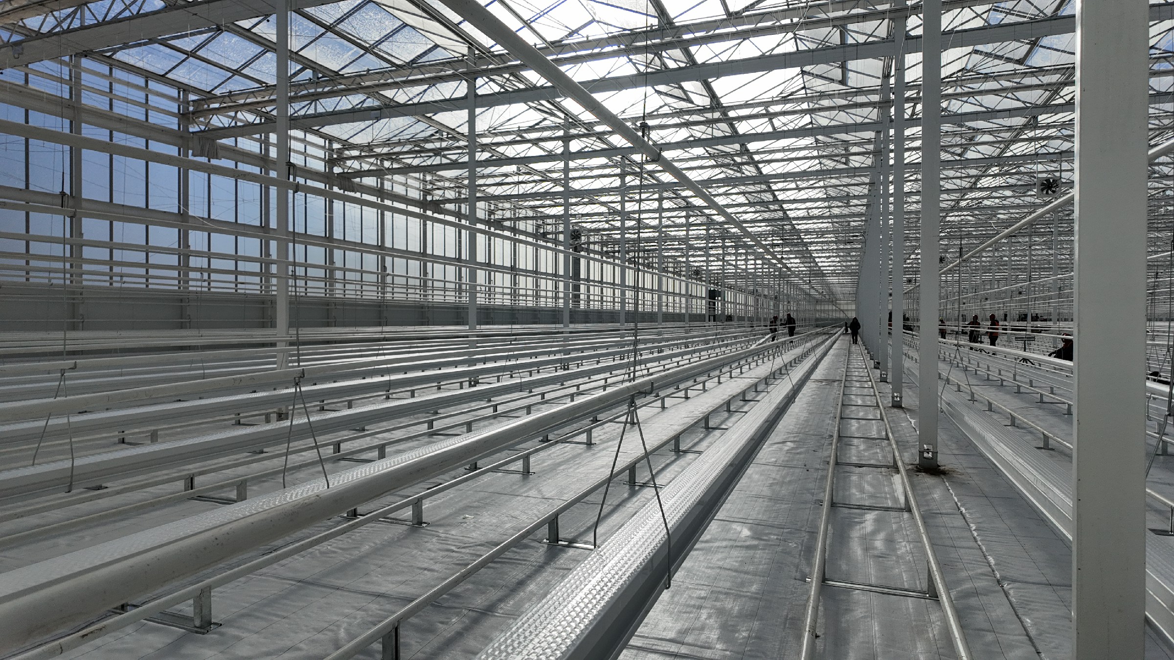 Blueberry Greenhouse Growing System