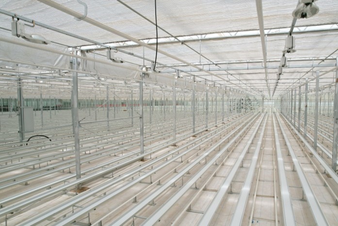 cut flower cultivation