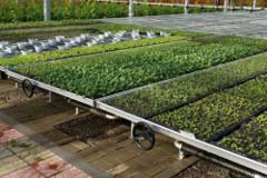 movable seedbed 2