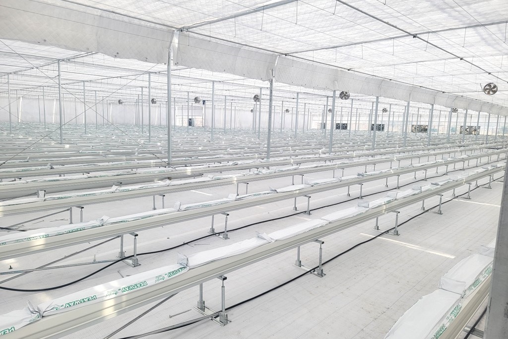 stake tomatoes 1