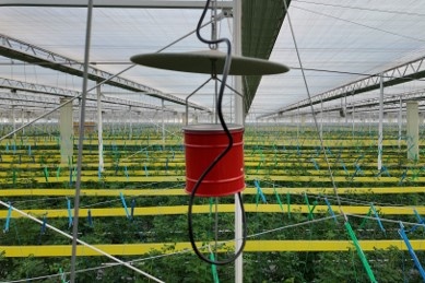 sulfur fumigator 3