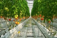 suspension tomatoes