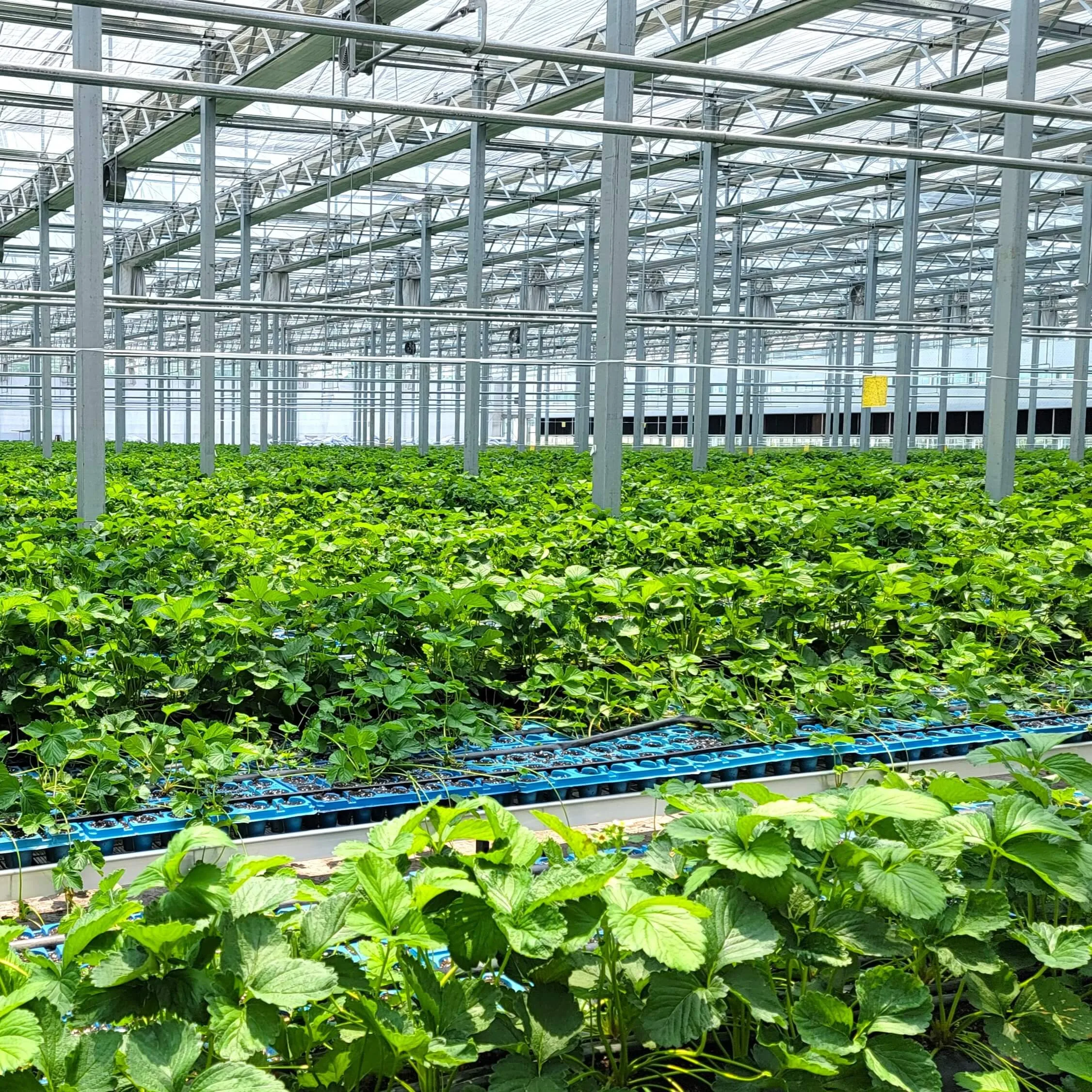 Chanscen grow bed home page